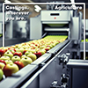 Apple Conveyer Belt